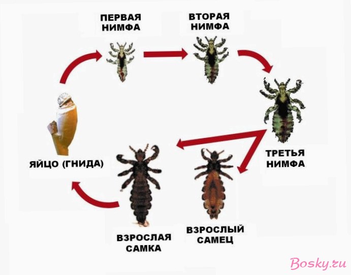 Как действенно избавиться от гнид