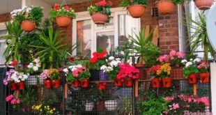 Какими цветами украсить балконный цветник