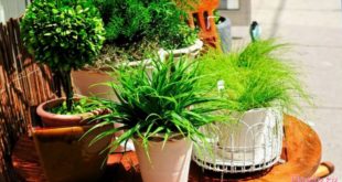 комнатные растения нужны для здоровья