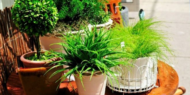 комнатные растения нужны для здоровья